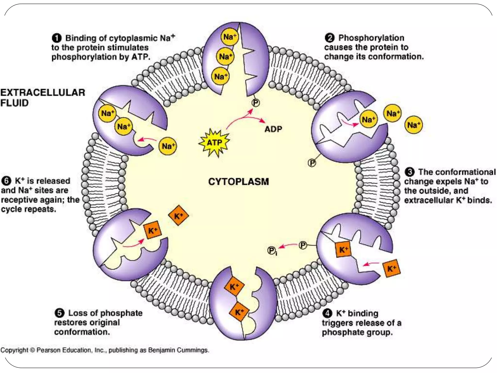 Pergerakan merentas membran plasma (2) | PPT