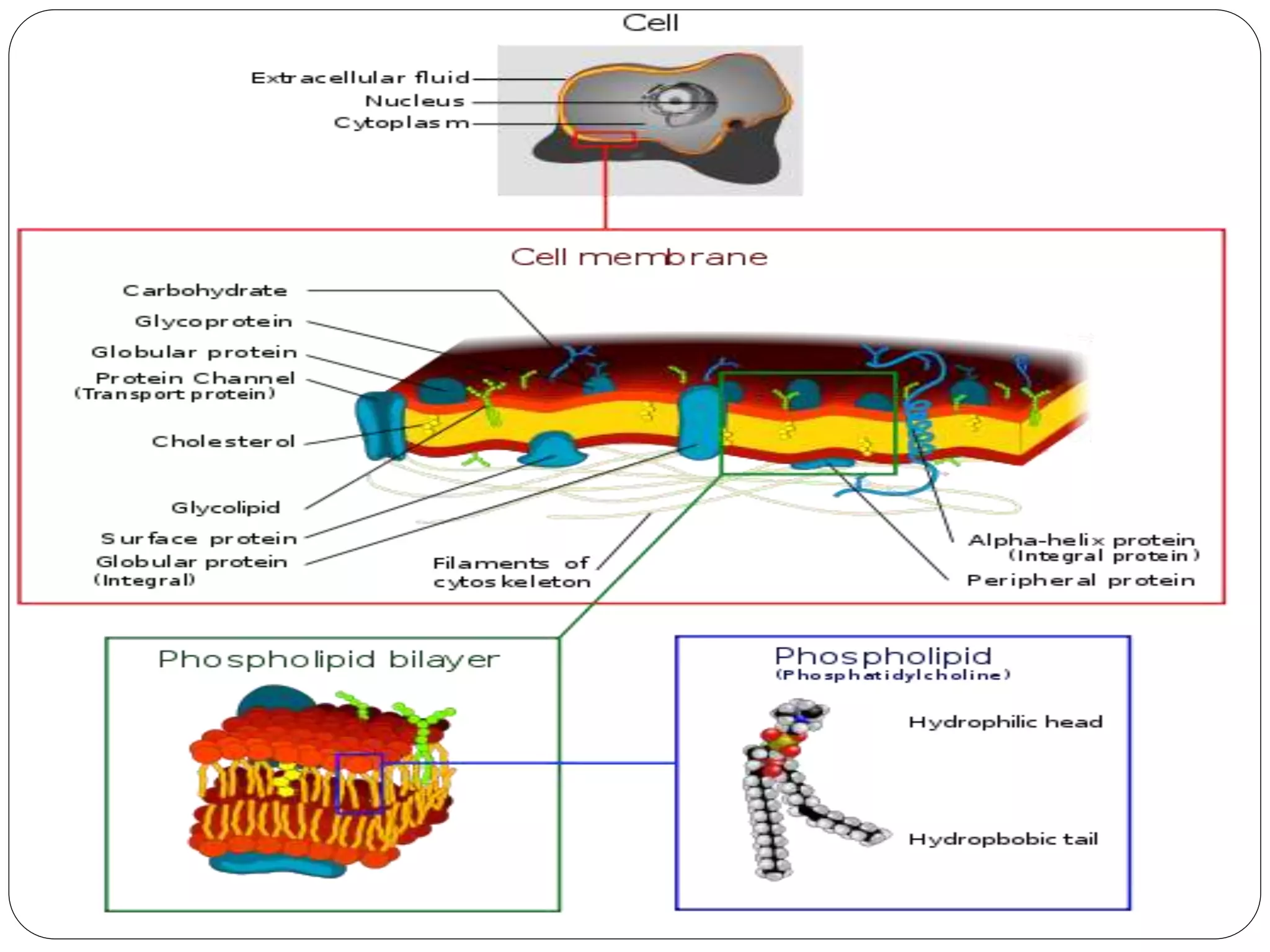 Pergerakan merentas membran plasma (2) | PPT