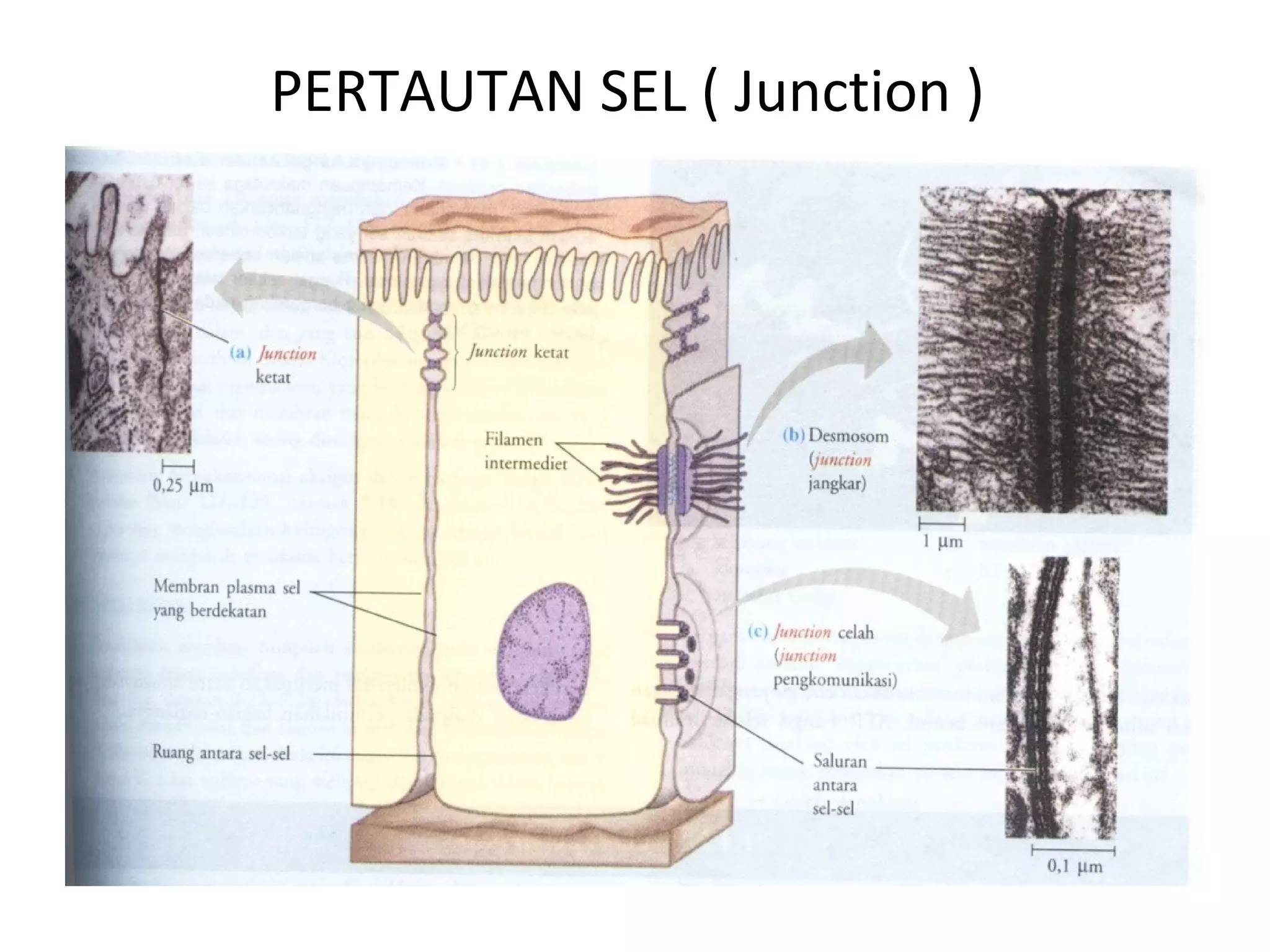 Pergerakan sel (modul sel dan genetika) | PPT
