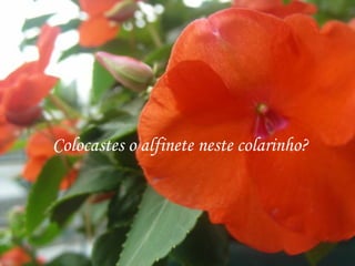 Colocastes o alfinete neste colarinho?  