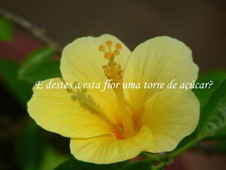 E destes a esta flor uma torre de açúcar? 
