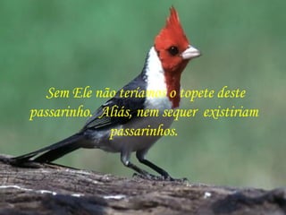 Sem Ele não teríamos o topete deste passarinho.  Aliás, nem sequer  existiriam  passarinhos.  