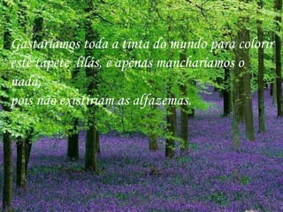 Gastaríamos toda a tinta do mundo para colorir este tapete  lilás, e apenas mancharíamos o nada, pois não existiriam as alfazemas.  