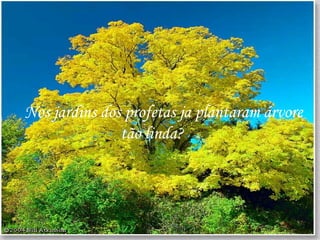 Nos jardins dos profetas ja plantaram árvore tão linda?  