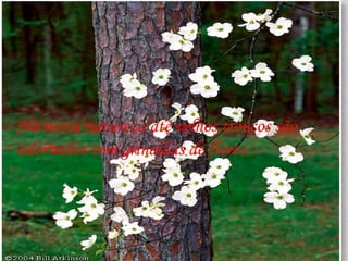 Na nossa natureza até velhos troncos são  adornados com grinaldas de flores. 