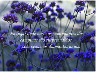 No lugar onde nasci os caminhantes das campinas são surpreendidos    com pequenos diamantes azuis.  