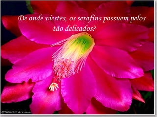 De onde viestes, os serafins possuem pelos    tão delicados? 