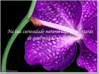 Na tua curiosidade natural logo perguntarás  de qual mundo estou falando.  