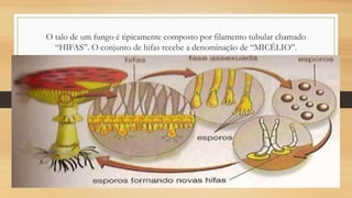 O talo de um fungo é tipicamente composto por filamento tubular chamado
“HIFAS”. O conjunto de hifas recebe a denominação de “MICÉLIO”.
 