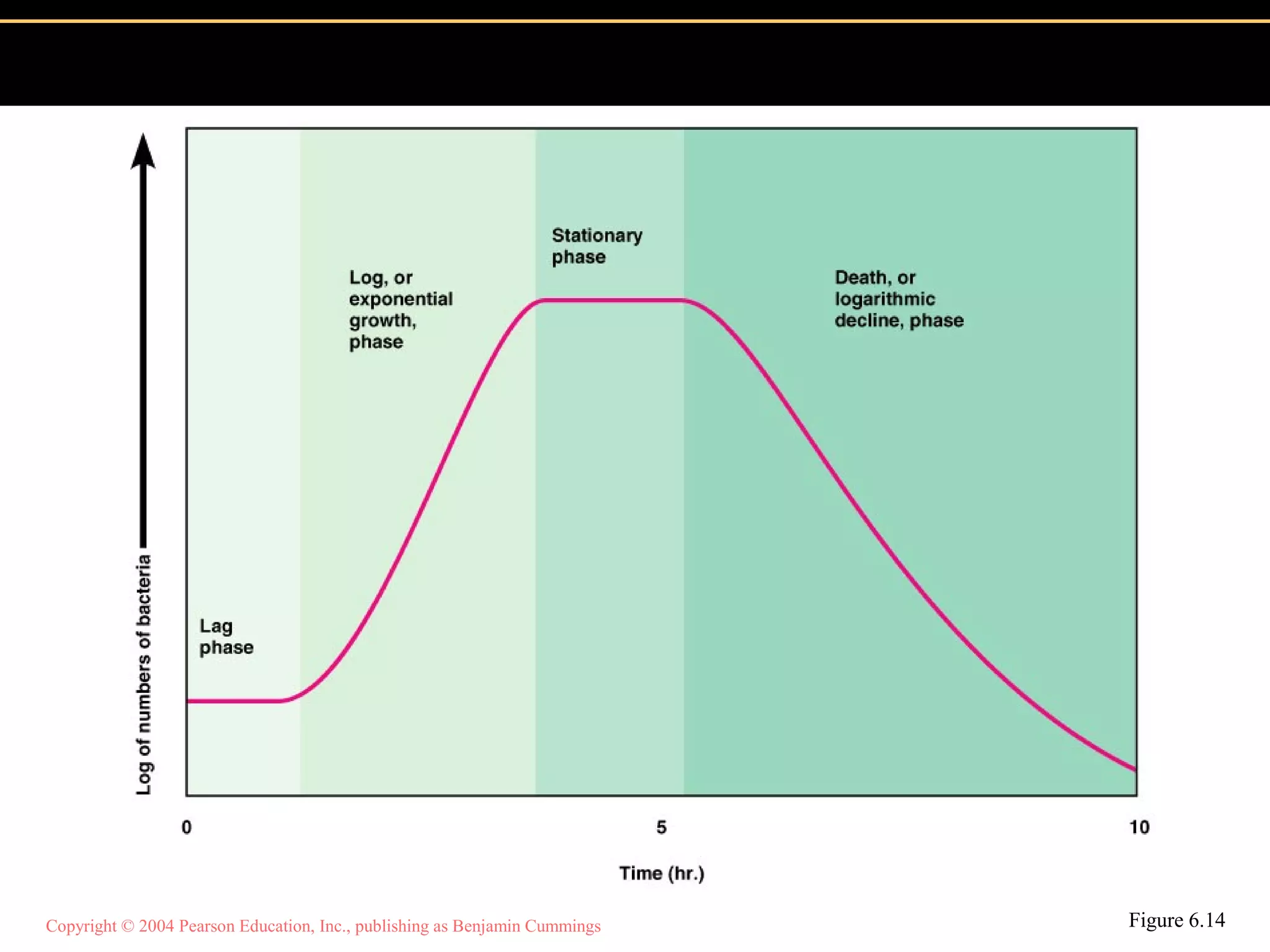 Copyright © 2004 Pearson Education, Inc., publishing as Benjamin Cummings Figure 6.14
 