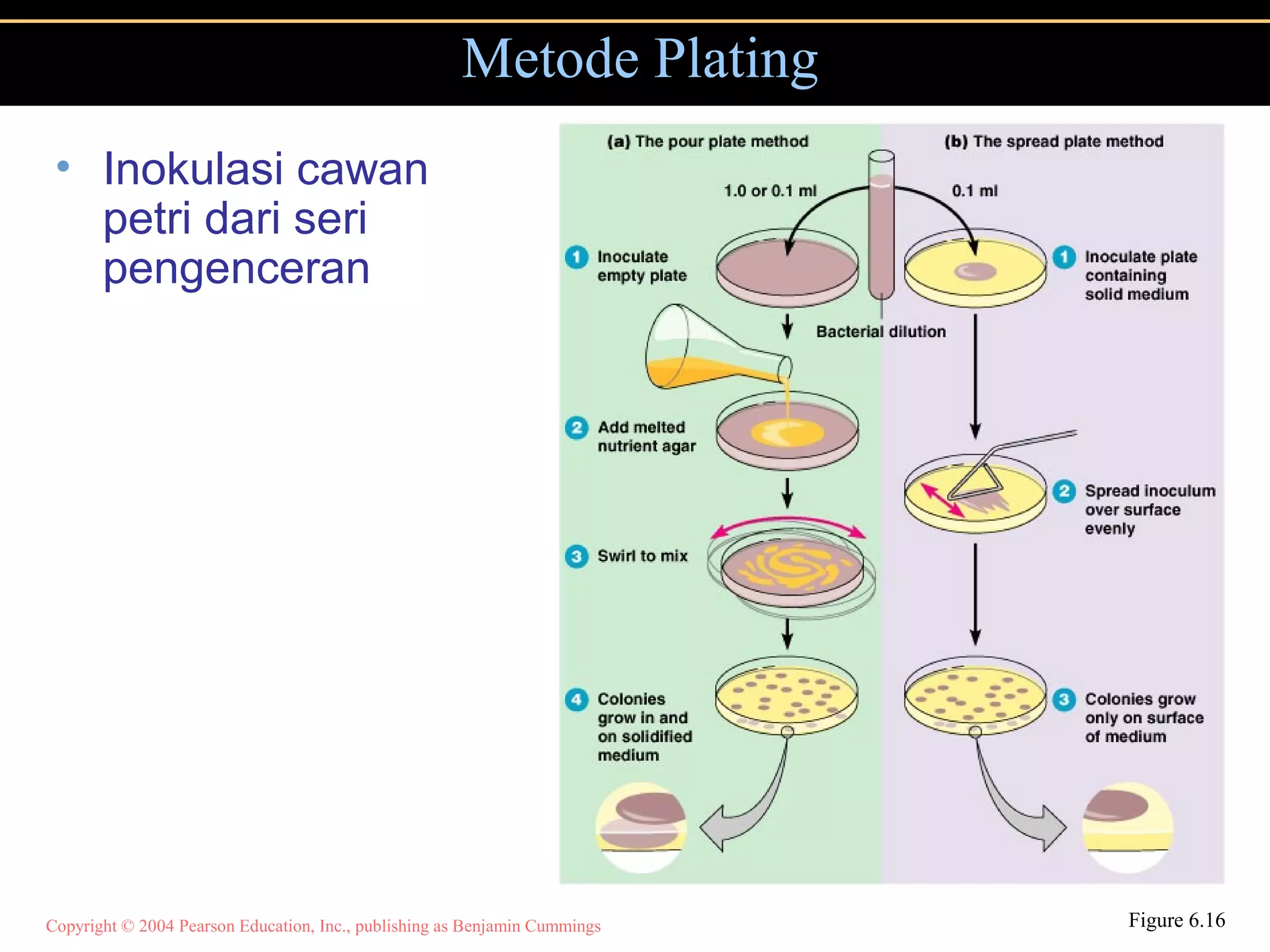 Copyright © 2004 Pearson Education, Inc., publishing as Benjamin Cummings
• Inokulasi cawan
petri dari seri
pengenceran
Metode Plating
Figure 6.16
 