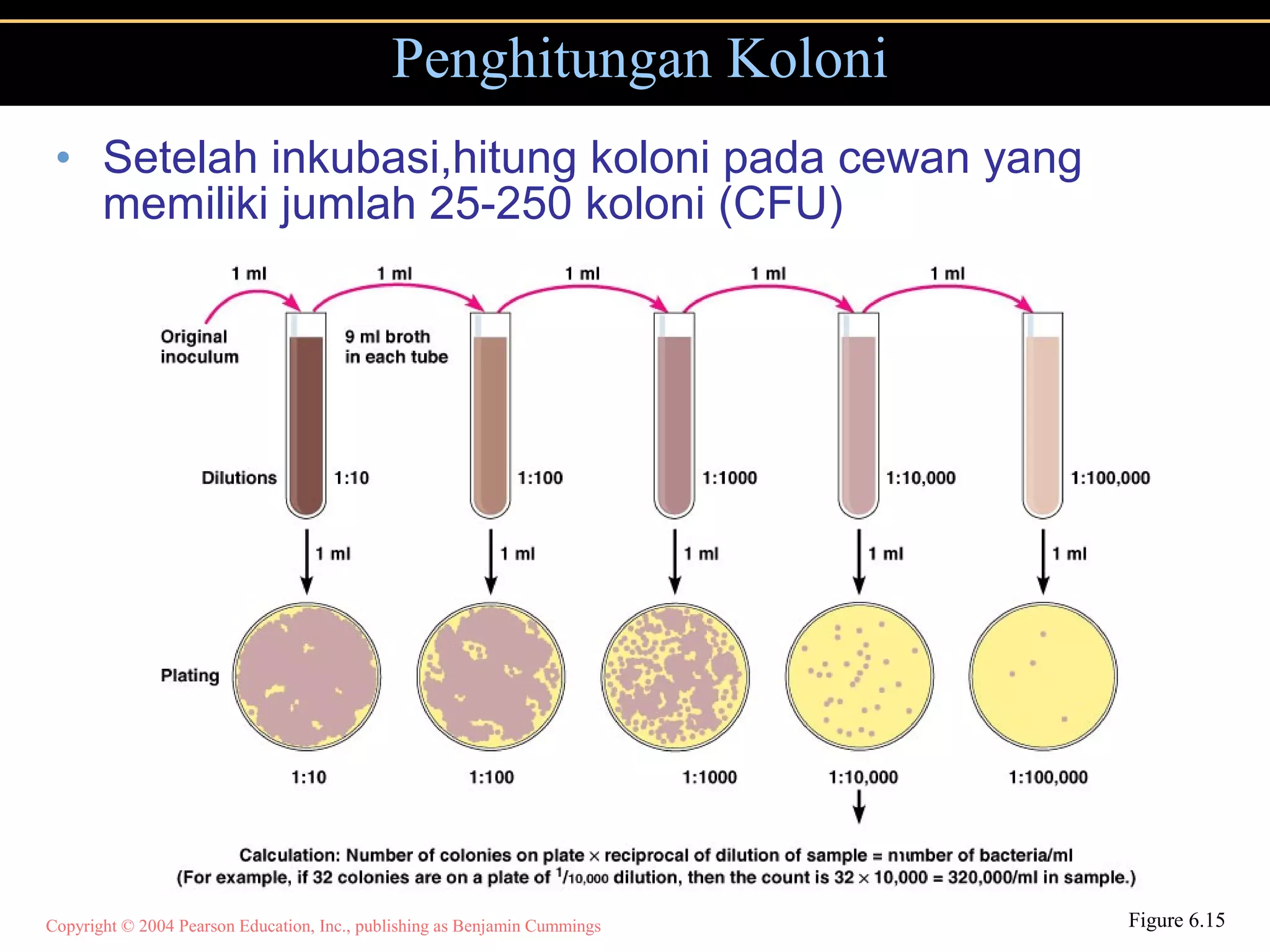 Copyright © 2004 Pearson Education, Inc., publishing as Benjamin Cummings
• Setelah inkubasi,hitung koloni pada cewan yang
memiliki jumlah 25-250 koloni (CFU)
Penghitungan Koloni
Figure 6.15
 