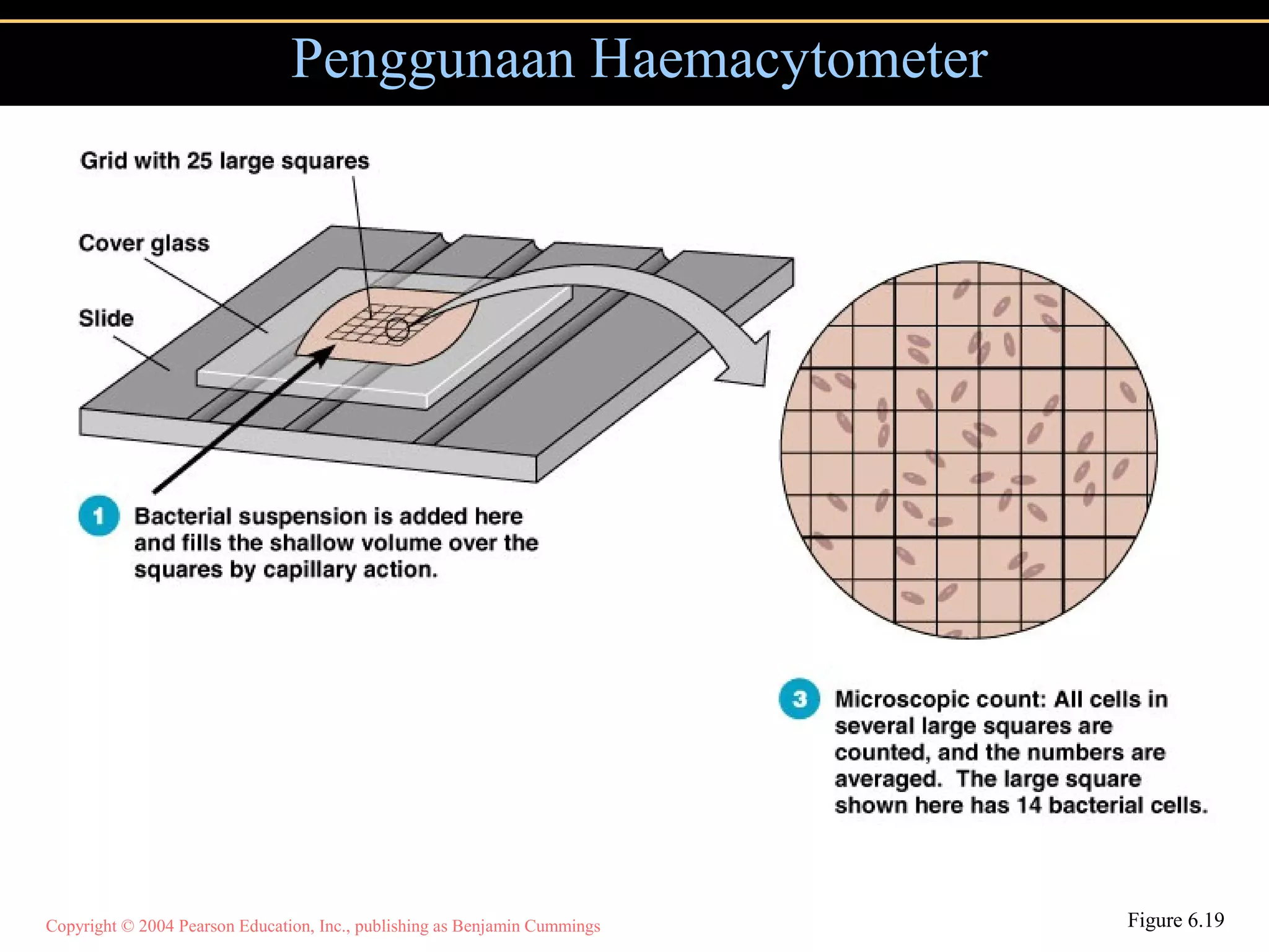 Copyright © 2004 Pearson Education, Inc., publishing as Benjamin Cummings
Penggunaan Haemacytometer
Figure 6.19
 