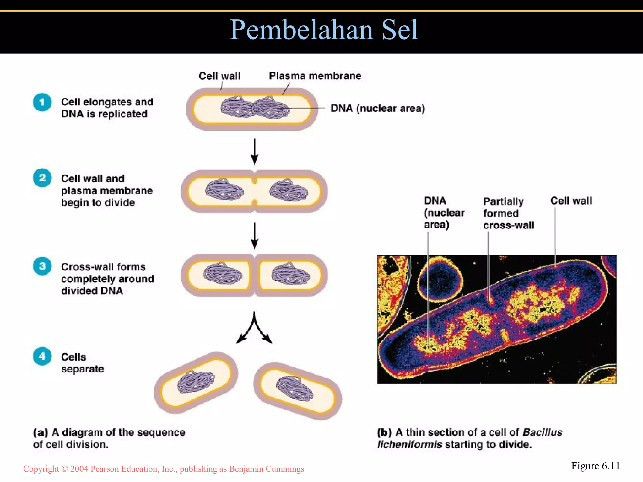 Copyright © 2004 Pearson Education, Inc., publishing as Benjamin Cummings
Pembelahan Sel
Figure 6.11
 