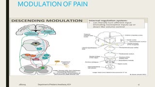 MODULATIONOF PAIN
2/8/2019 Department of PediatricAnesthesia, KCH 17
 