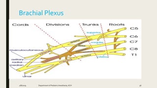 Brachial Plexus
2/8/2019 Department of PediatricAnesthesia, KCH 56
 