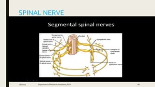 SPINAL NERVE
2/8/2019 Department of PediatricAnesthesia, KCH 88
 