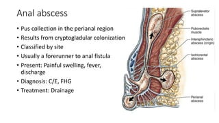 Anal abscess
• Pus collection in the perianal region
• Results from cryptogladular colonization
• Classified by site
• Usually a forerunner to anal fistula
• Present: Painful swelling, fever,
discharge
• Diagnosis: C/E, FHG
• Treatment: Drainage
 