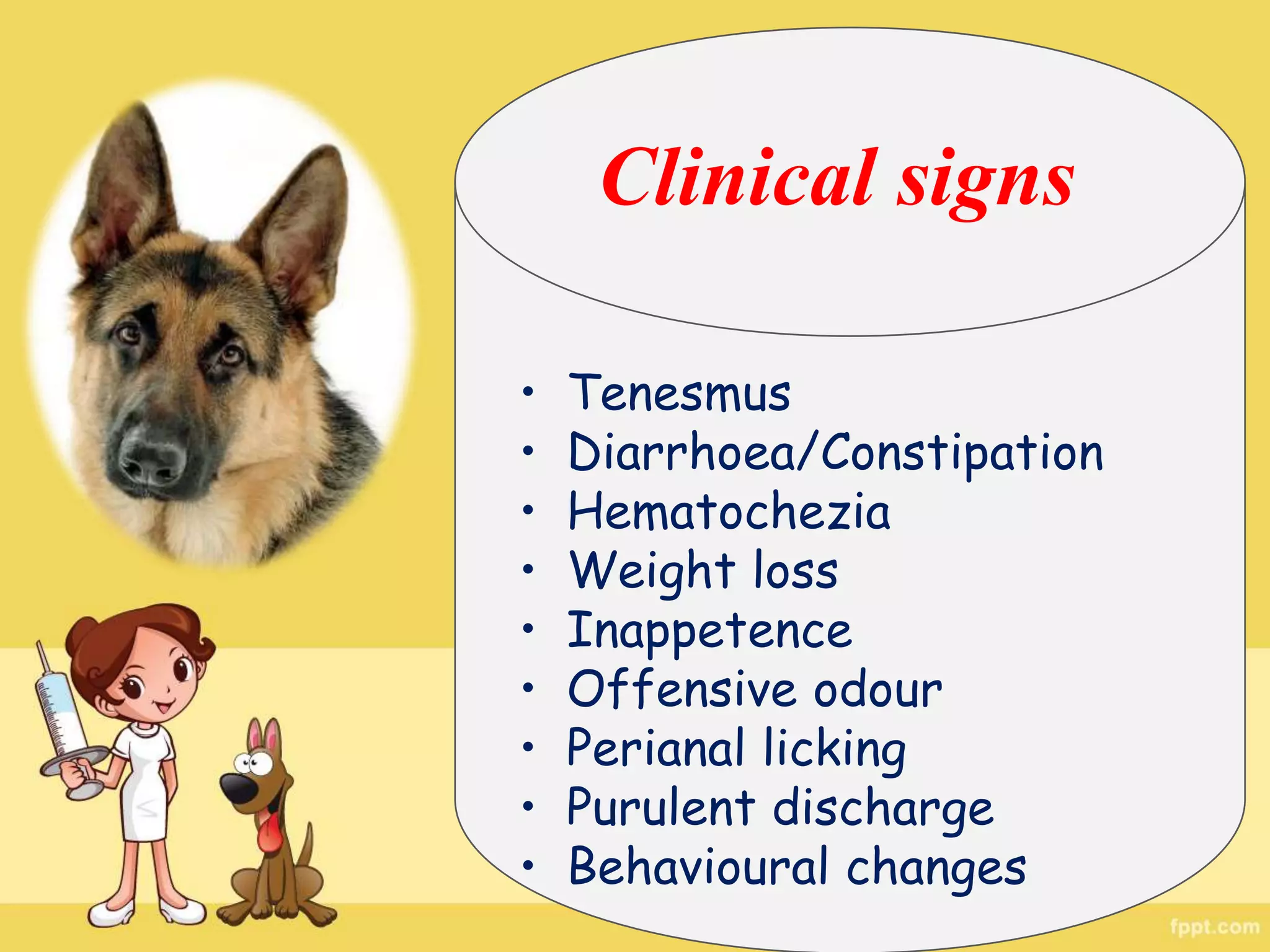 Snapshot of Feline Leukemia Weight Loss And Perianal Fistula