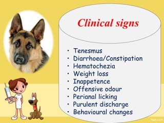 Perianal fistula | PPT - Cat Perianal Fistula Symptoms