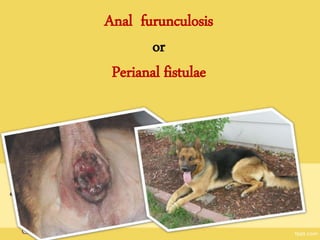 Anal furunculosis
or
Perianal fistulae
 