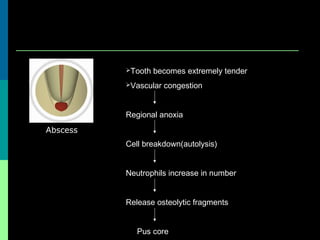 Abscess
Tooth becomes extremely tender
Vascular congestion
Regional anoxia
Cell breakdown(autolysis)
Neutrophils increase in number
Release osteolytic fragments
Pus core
 
