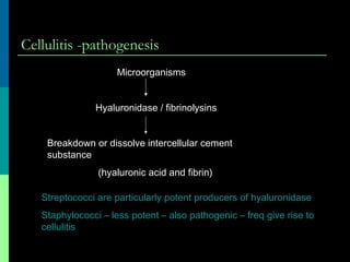 Cellulitis -pathogenesis
Microorganisms
Hyaluronidase / fibrinolysins
Breakdown or dissolve intercellular cement
substance
(hyaluronic acid and fibrin)
Streptococci are particularly potent producers of hyaluronidase
Staphylococci – less potent – also pathogenic – freq give rise to
cellulitis
 