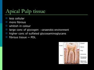 Apical Pulp tissue
 less cellular
 more fibrous
 whitish in colour
 large conc of glycogen →anaerobic environment
 higher conc of sulfated glycosaminoglycans
 fibrous tissue ~ PDL
 