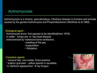 Actinomycosis is a chronic, granulomatous, infectious disease in humans and animals
caused by the genera Actinomyces and Propionibacterium (McGhee et al.1982).
Etiological agent :
 Actinomyces bovis- first species to be identified(Harz 1879).
 in cattle - ‘lumpy jaw’ or ‘big head disease’
 characterized by>extensive bone rarefaction,
>swelling of the jaw,
>suppuration
> fistulation.
Actinomycosis
Causative agents
 nonacid fast, non-motile, Gram-positive
‘sulphur granules’ - yellow specks in exudates.
a ‘starburst appearance’ ‘ray fungus’.
 