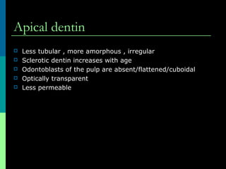 Apical dentin
 Less tubular , more amorphous , irregular
 Sclerotic dentin increases with age
 Odontoblasts of the pulp are absent/flattened/cuboidal
 Optically transparent
 Less permeable
 