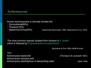 Actinomycosis
Human actinomycosis is clinically divided into
 Cervicofacial(60%)
 Thoracic(15%)
 Abdominal forms(20%) (Kapsimalis &Garrington 1968, Oppenheimer et al. 1978).
The most common species isolated from humans is A. israelii
which is followed by Propionibacterium propionicum
(Buchanan & Pine 1962) (Wolff & Israel
1891),
Actinomyces naeslundii (Thompson & Lovestedt 1951),
Actinomyces viscosus and
Actinomyces odontolyticus in descending order (Batty 1958)
 