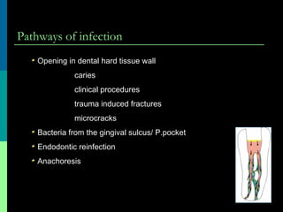 Pathways of infection
Opening in dental hard tissue wall
caries
clinical procedures
trauma induced fractures
microcracks
Bacteria from the gingival sulcus/ P.pocket
Endodontic reinfection
Anachoresis
 
