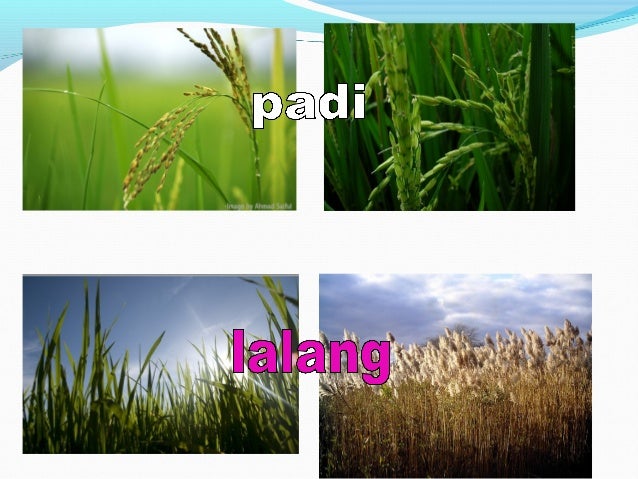 Peribahasa Men 2e Buku Jauhari