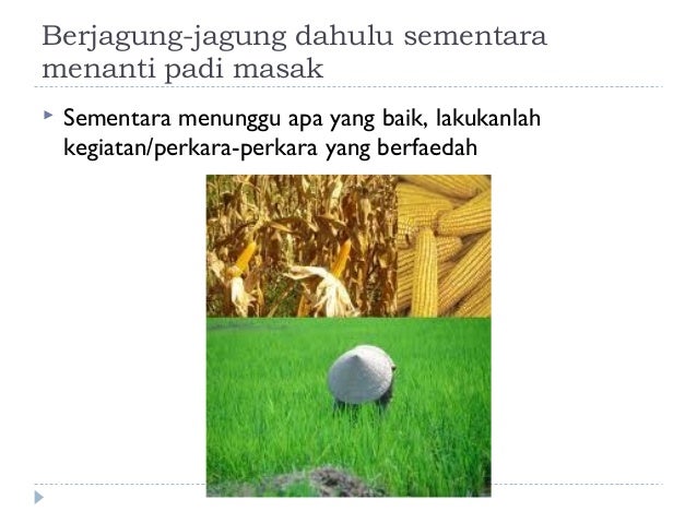 Berjagung-jagung sementara padi masak