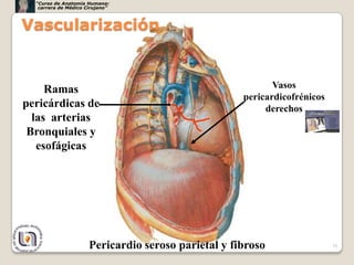 “Curso de Anatomía Humana:
   carrera de Médico Cirujano”



Vascularización


     Ramas                                                  Vasos
                                                     pericardicofrénicos
pericárdicas de                                           derechos
  las arterias
 Bronquiales y
   esofágicas




                      Pericardio seroso parietal y fibroso                 10
 