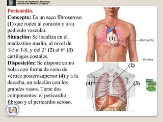 “Curso de Anatomía Humana:
     carrera de Médico Cirujano”



Pericardio.
Concepto: Es un saco fibroseroso
(1) que rodea al corazón y a su
pedículo vascular.
Situación: Se localiza en el             (1)
mediastino medio, al nivel de
T-5 a T-8, y del 2o (2) al 6o (3)
cartílagos costales.
Disposición: Se dispone como                   (2)
bolsa con forma de cono de
vértice posterosuperior (4) y a la
derecha, en relación con los       (4)           (3)
grandes vasos. Tiene dos
componentes: el pericardio
fibroso y el pericardio seroso.
                                                       3
 