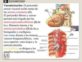 “Curso de Anatomía Humana:
     carrera de Médico Cirujano”



Vascularización. El pericardio
seroso visceral recibe ramas de
                                      (1)
las arterias coronarias (1).                 (2)
El pericardio fibroso y seroso
parietal está irrigado por las
arterias pericardicofrénicas (2) de
la a. Mamaria interna y las
arterias pericárdicas (3) de las a.
bronquiales y esofágicas.
Las venas drenan a los troncos              (3)
venosos braquiocefálicos, vena
cava superior, vena ácigos y la
aurícula derecha.
Los linfáticos se dirigen a los
ganglios traqueobronquiales.
                                                   9
 