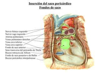 Inserción del saco pericárdico
Fondos de saco
Nervio frénico izquierdo
Nervio vago izquierdo
Arterias pulmonares
Venas pulmonares derechas
Vena cava inferior
Vena cava superior
Fondo de saco anterior
Seno transverso del pericardio de Theile
Receso retrocava de Allison
Fondo de saco posterior o de Haller
Receso pericárdico interpulmonar