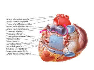 Arteria subclavia izquierda
Arteria carótida izquierda
Tronco arterial braquiocefálico
Arteria pulmonar derecha
Arteria pulmonar izquierda
Vena cava superior
Vena cava inferior
Venas pulmonares derechas
Vena circunfleja
Seno coronario
Aurícula derecha
Aurícula izquierda
Fondo de saco de Haller
Seno transverso de Theile
Arteria descendente posterior