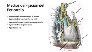 Medios de Fijación del
Pericardio
• Ligamento Vértebropericardico de Beraud
• Ligamento Esternopericardico Sup e Inf
• Ligamento Frenopericardico Laterales y Anterior
• Ligamento Timotiropericardiaco
• Aparato Adiposo