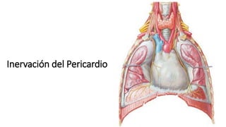 Inervación del Pericardio