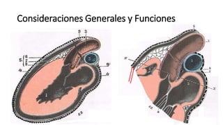 Consideraciones Generales y Funciones
12-14cm