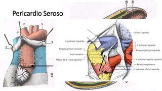 Pericardio Seroso