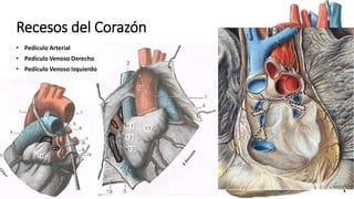 Recesos del Corazón
• Pedículo Arterial
• Pedículo Venoso Izquierdo
• Pedículo Venoso Derecho