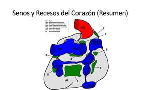 Senos y Recesos del Corazón (Resumen)