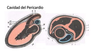 Cavidad del Pericardio