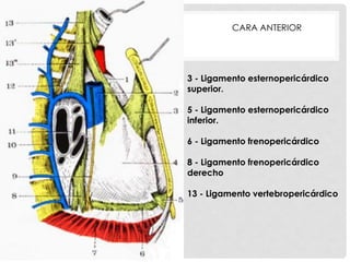 CARA ANTERIOR




3 - Ligamento esternopericárdico
superior.

5 - Ligamento esternopericárdico
inferior.

6 - Ligamento frenopericárdico

8 - Ligamento frenopericárdico
derecho

13 - Ligamento vertebropericárdico
 