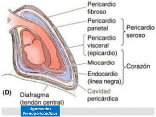 Ligamentos
Frenopericardicos
 
