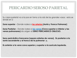 PERICARDIO SEROSO PARIETAL

Su capa parietal va a la par en torno a la raíz de los grandes vasos ; esta se
divide en 2

Zona superior - Donde rodea a las arterias (Aorta y Tronco Pulmonar)

Zona Posterior - Donde rodea a las venas (Cava superior e inferior y las
venas pulmonares) da origen al SENO PERICARDICO OBLICUO.


Seno pericárdico transverso (separa arterias de venas). Es posterior a la
aorta ascendente y al tronco de la pulmonar y..

Es anterior a la vena cava superior y superior a la aurícula izquierda.
 