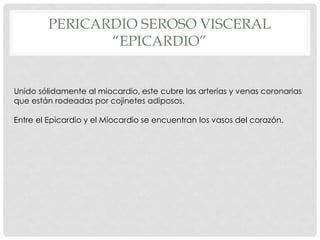 PERICARDIO SEROSO VISCERAL
               “EPICARDIO”


Unido sólidamente al miocardio, este cubre las arterias y venas coronarias
que están rodeadas por cojinetes adiposos.

Entre el Epicardio y el Miocardio se encuentran los vasos del corazón.
 
